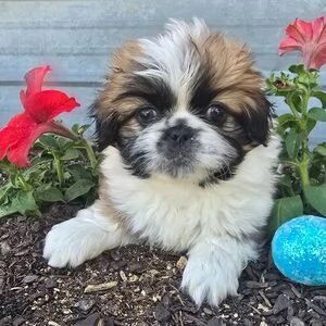 regalo Cuccioli di pechinese  3mesi | Foto 0