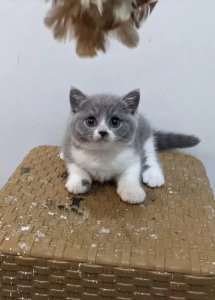Adorabili Gattini British Shorthair  Maschio e Femmina | Foto 0