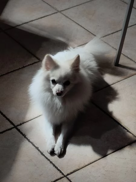 Volpino in vendita  | Foto 0