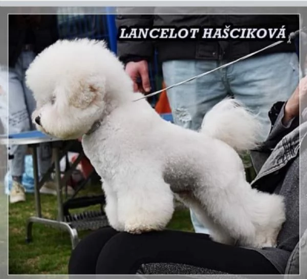 Cucciolo di Bichon Fris in vendita | Foto 6