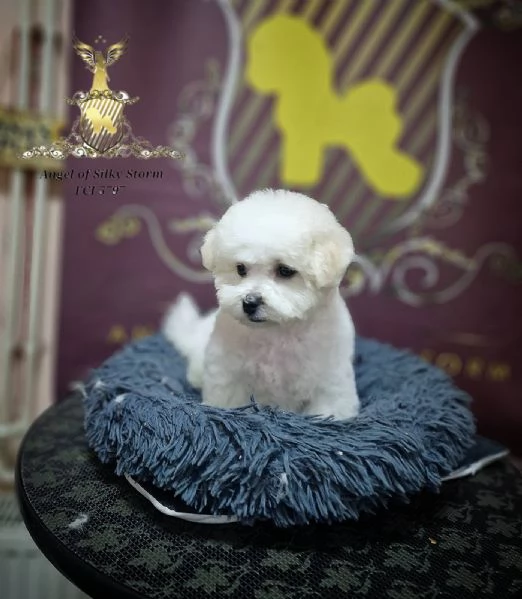 Cucciolo di Bichon Fris in vendita | Foto 5