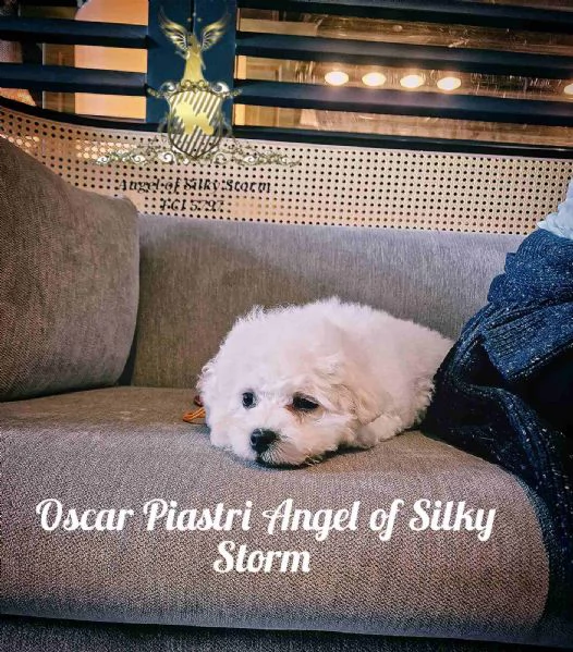 Cucciolo di Bichon Fris in vendita | Foto 4