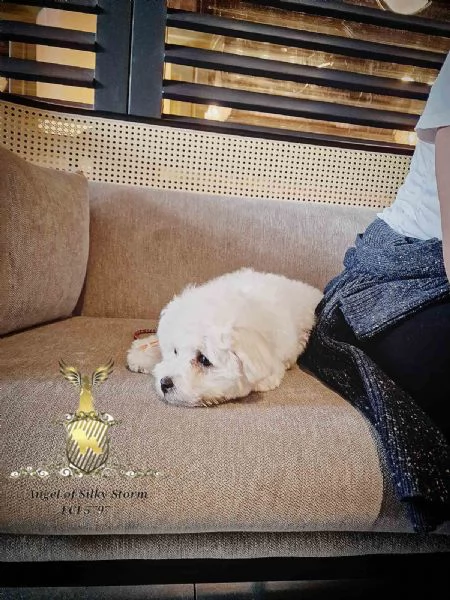 Cucciolo di Bichon Fris in vendita | Foto 3