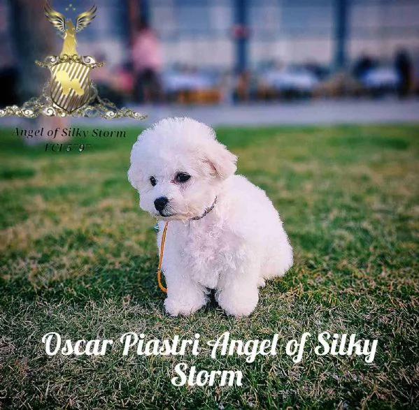 Cucciolo di Bichon Fris in vendita | Foto 2