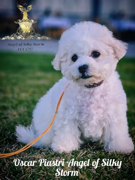 Cucciolo di Bichon Fris in vendita | Foto 1