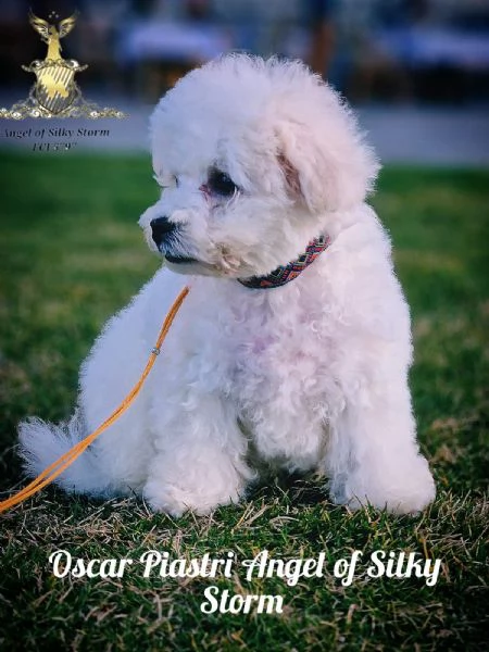 Cucciolo di Bichon Fris in vendita