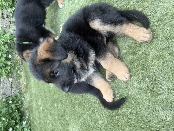 Cuccioli pastore tedesco 