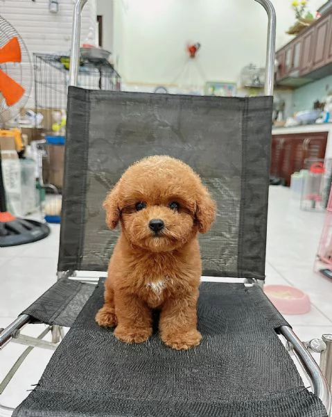 Cuccioli di barboncini toy | Foto 2