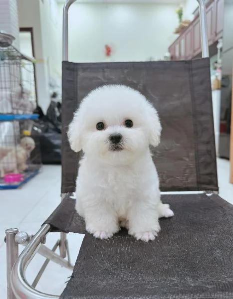 Cuccioli di barboncini toy | Foto 1