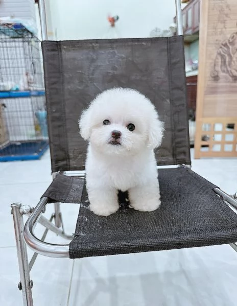 Cuccioli di barboncini toy | Foto 0