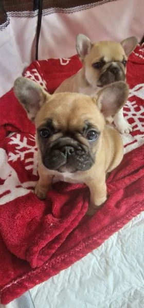 Cuccioli di bouledogue francesi  Pedigree ENCI  | Foto 3