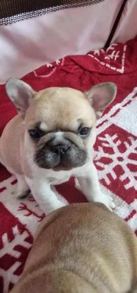 Cuccioli di bouledogue francesi  Pedigree ENCI  | Foto 2