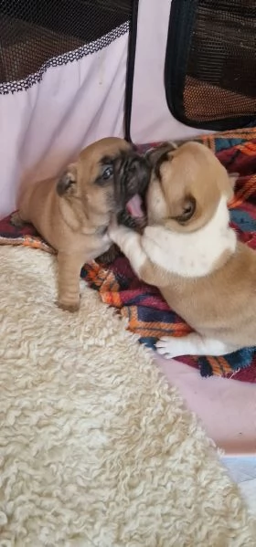 Cuccioli di bouledogue francesi  Pedigree ENCI  | Foto 1