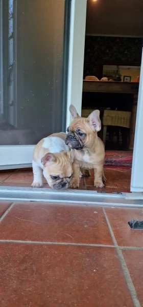 Cuccioli di bouledogue francesi  Pedigree ENCI 