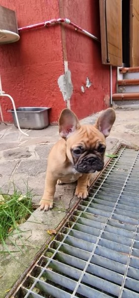 Cuccioli di bouledogue francese Pedigree ENCI  | Foto 0