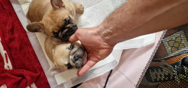 Cuccioli di bouledogue francesi  Pedigree ENCI  | Foto 0