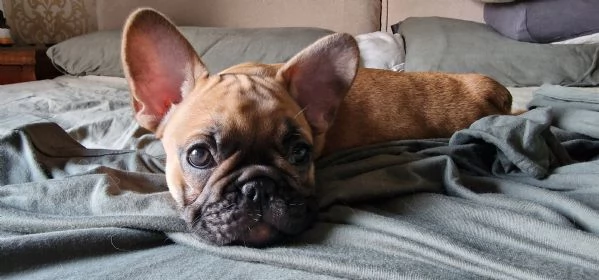 Cuccioli di bouledogue francese Pedigree ENCI 