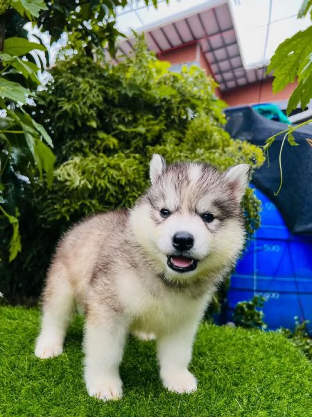 Cuccioli Husky Siberiano  Un Maschio e una Femmina di Una Bellezza Unica | Foto 0