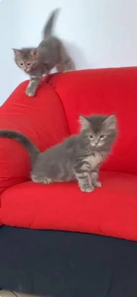 Maine Coon Cuccioli | Foto 4