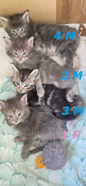 Maine Coon Cuccioli | Foto 3
