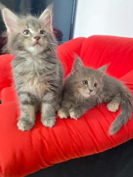 Maine Coon Cuccioli | Foto 2