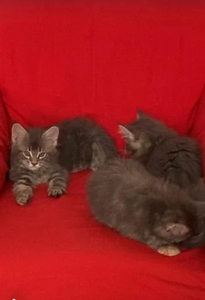 Maine Coon Cuccioli | Foto 1