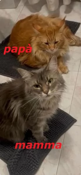 Maine Coon Cuccioli | Foto 0