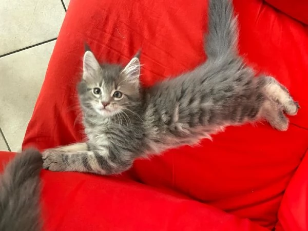 Maine Coon Cuccioli