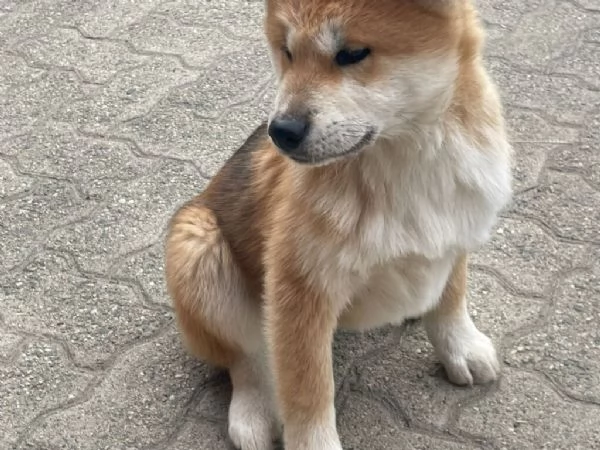 regalo akita inu