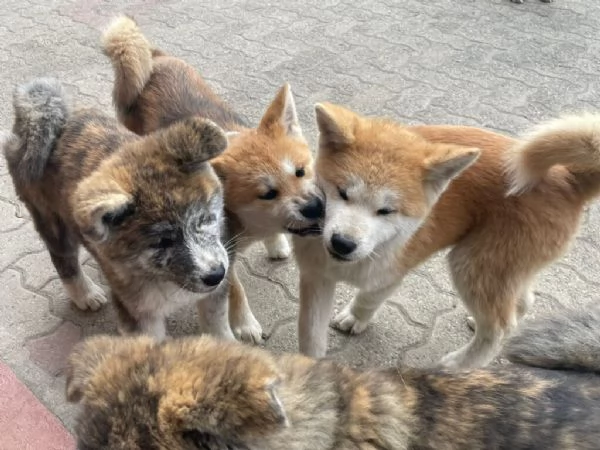 regalo akita inu | Foto 0