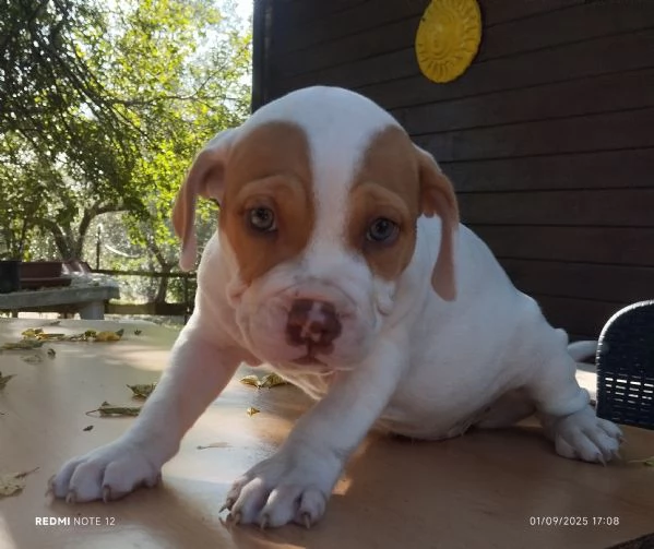 Cuccioli Pitbull Red nose ukc  | Foto 1