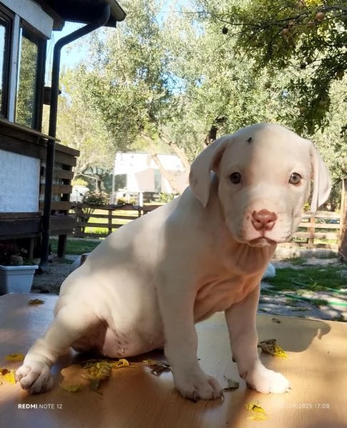 Cuccioli Pitbull Red nose ukc 