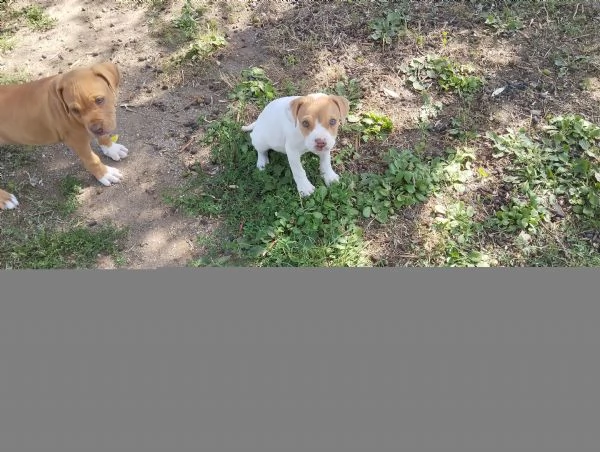 Cuccioli Pitbull Red nose ukc  | Foto 1