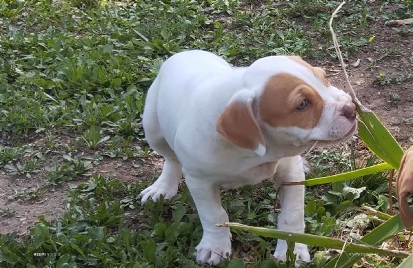 Cuccioli Pitbull Red nose ukc  | Foto 0