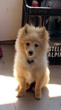 Volpino Pomerania 