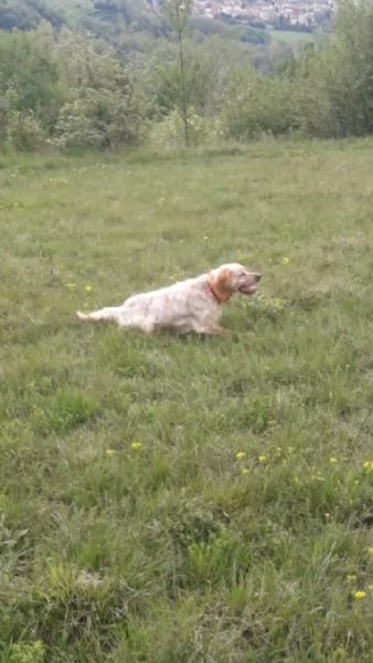 Setter inglese maschio biancoarancio | Foto 0