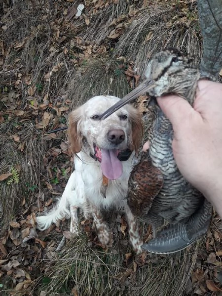 Setter inglese maschio biancoarancio