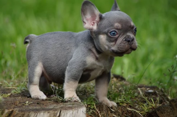 Bulldog francesi blu e bianchi