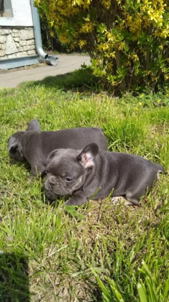 Bulldog francesi blu e bianchi | Foto 1