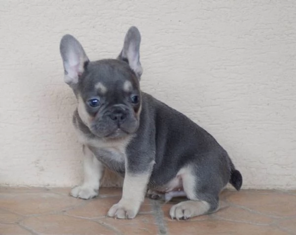 Bulldog francesi blu e bianchi | Foto 0