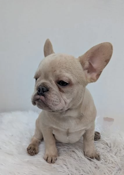 Bulldog francese maschio crema | Foto 1