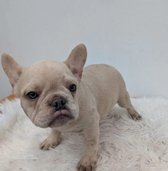 Bulldog francese maschio crema
