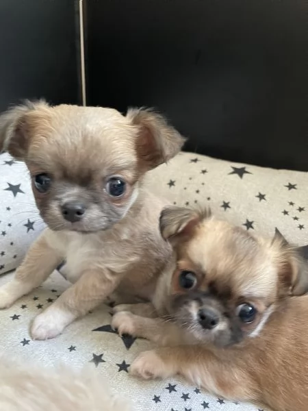 Splendidi cuccioli chihuahua pelo lungo  | Foto 2