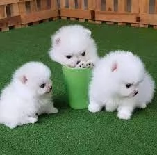 per adozione regalo Volpino Pomerania toy picolo razza | Foto 1