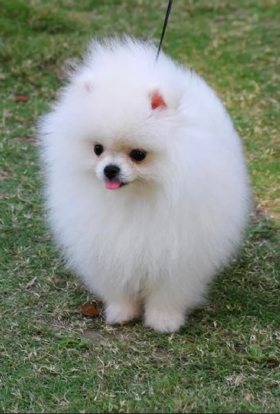 per adozione regalo Volpino Pomerania toy picolo razza | Foto 0