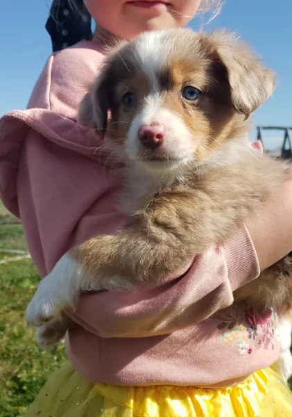  fantastici cuccioli di Australian Shepherd per ladozione | Foto 2
