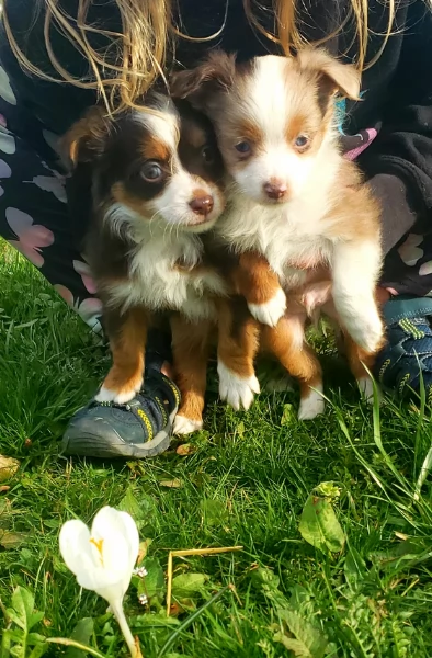  fantastici cuccioli di Australian Shepherd per ladozione | Foto 1