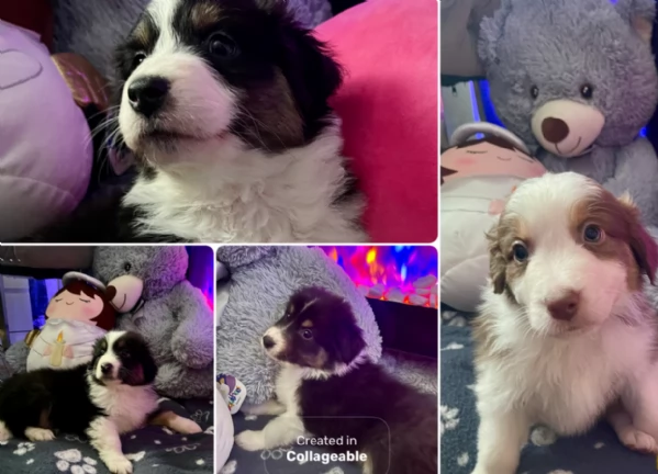  fantastici cuccioli di Australian Shepherd per ladozione