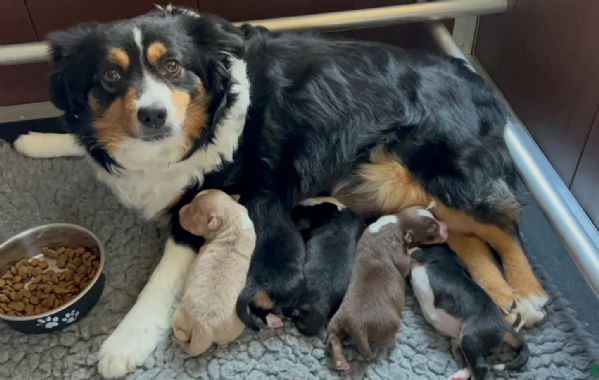  fantastici cuccioli di Australian Shepherd per ladozione