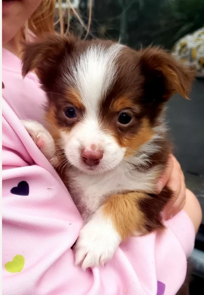  fantastici cuccioli di Australian Shepherd per ladozione | Foto 0